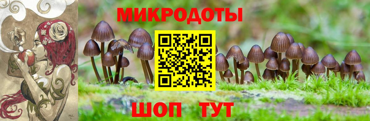 Псилоцибиновые грибы Psilocybe  Славгород 